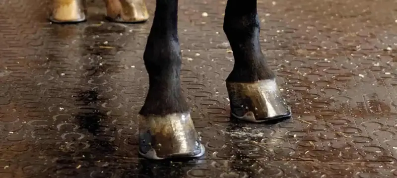 Allevamento cavalli Allevamento cavalli